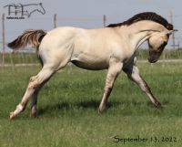 Royetta's 2022 Grulla Roan filly